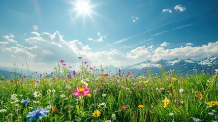 Fresh Meadows: A lush green meadow carpeted with colorful wildflowers, with snow-capped mountains in the distance and a bright sun shining overhead. Plenty of space among the flowers 