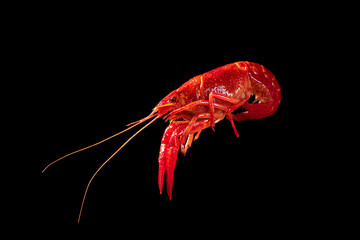 boiled Asian Food Spicy crawfish isolated on black background.