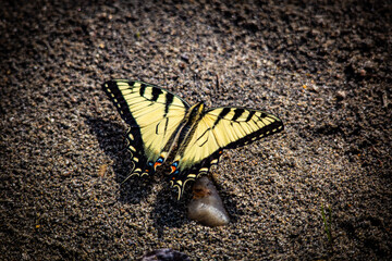 butterfly on the ground