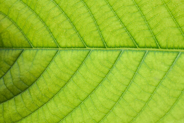 The Green Leaves on white background 