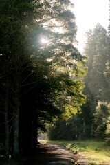 Fototapeta premium hiking path in the A H Reed Memorial Park