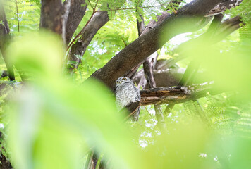 Spotted owlet perched on a big tree branch, Spotted owlet protected wildlife usually living in the park in Bangkok,Thailand
