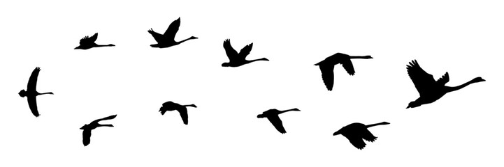 swan silhouette illustration vector for a  background