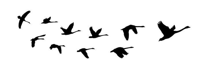 Obraz premium swan silhouette illustration vector for a background