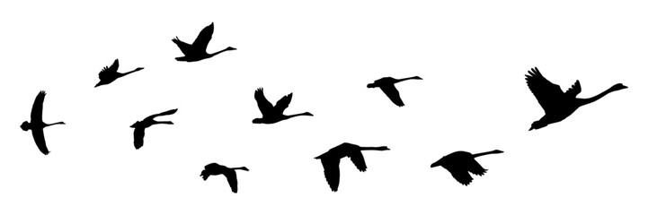 swan silhouette illustration vector for a  background © Al