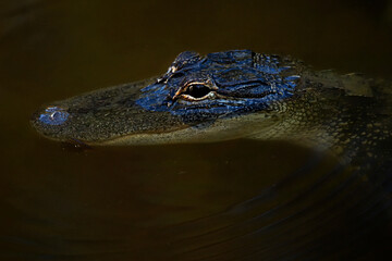 Alligator Lurking in Bayfront Park, Daphne AL