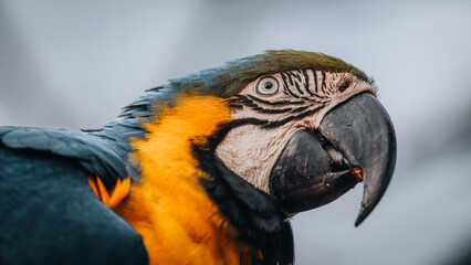 Blue-throated macaw,
