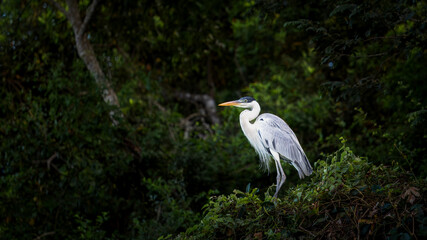 Cocoi Heron