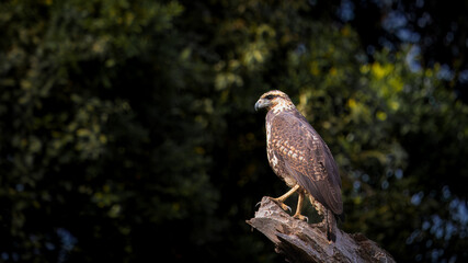 Pantanal