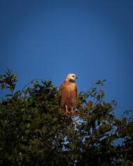Pantanal