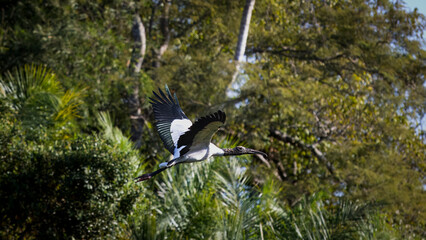Wood Stork