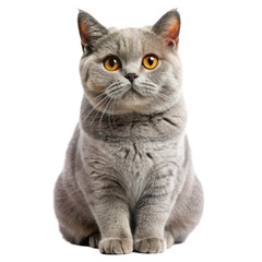 Fototapeta premium British shorthair cat isolated on transparent background
