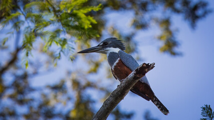 Kingfisher