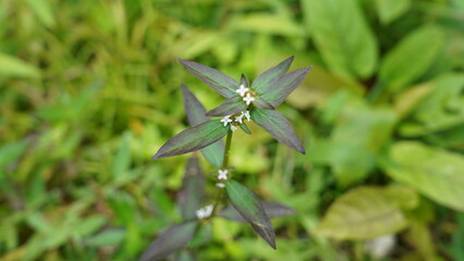 Green Borreria is valued for its ability to quickly cover ground and its adaptability to various growing conditions, making it a useful plant for certain landscaping and erosion control applications.