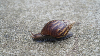 ジャイアントアフリカスネイル（Achatina fulica）は、世界で最も大きな陸生の腹足類軟体動物の一つで、成体は通常、長さ20〜30センチメートル（8〜12インチ）、重さ最大1キログラム（2.2ポンド）に達します。この種は、光沢のある茶色の殻に明るい帯模様が特徴的な、らせん状の殻を持っています。