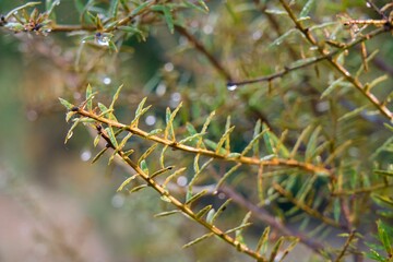 Foliage on a young Agathis australis, kauri tree