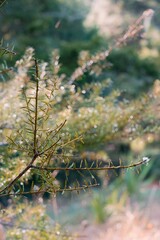 Foliage on a young Agathis australis, kauri tree