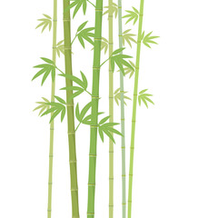 Obraz premium Vector green bamboo illustration