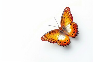 Vibrant orange butterfly soaring through the air. Insect photography