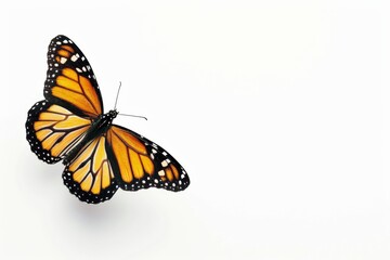 Fototapeta premium Monarch butterfly with bright orange wings mid-flight. Colorful nature scene