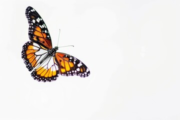 Obraz premium Orange-winged butterfly in flight. Nature and wildlife concept