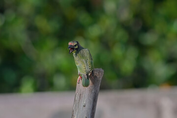 Coppersmith Barbet