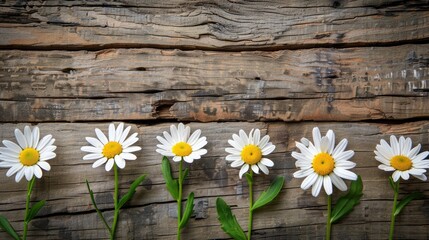 Obraz premium Daisies in a row on wood backdrop