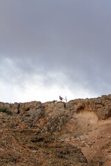 Goats on the top of the ridge at Red Bluff, Western Australia 