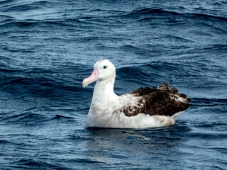 Anitpodean Wandering Albatross in Australian Waters