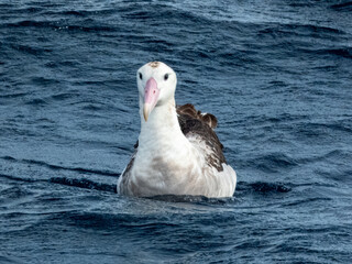 Naklejka premium Anitpodean Wandering Albatross in Australian Waters