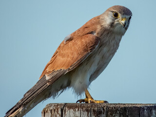 Australian Kestrel in NSW Australia
