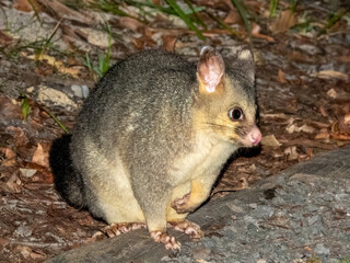 Brush-tailed Possum in NSW Australia