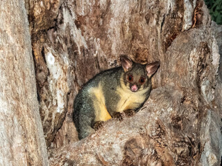 Brush-tailed Possum in NSW Australia