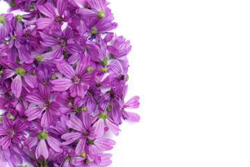 Common mallow flower (Malva Sylvestris) medicinal plant isolated on white background with space to copy. © JOSEANTONA