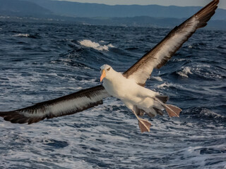 Campbell's Mollymawk Albatross in Australasian Waters
