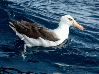 Campbell's Mollymawk Albatross in Australasian Waters