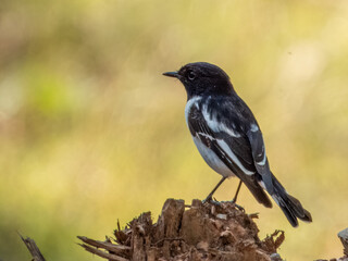 Hooded Robin in NSW Australia