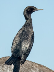 Little Black Cormorant in NSW Australia
