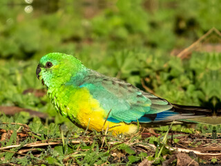 Red-rumped Parrot in NSW Australia