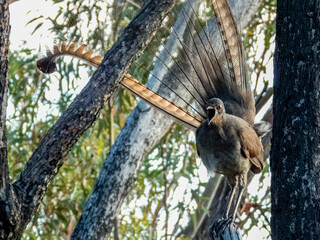 Superb Lyrebird in NSW Australia