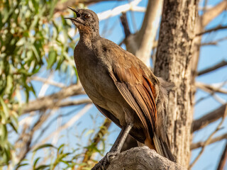 Superb Lyrebird in NSW Australia