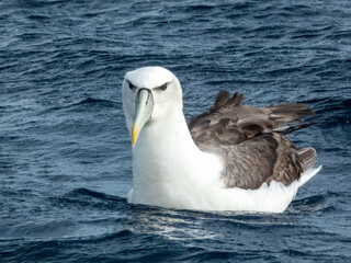 White-capped or Shy Mollymawk Albatross in Australian Waters