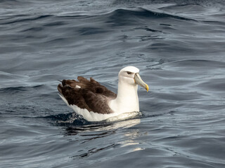 White-capped or Shy Mollymawk Albatross in Australian Waters
