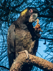 Yellow-tailed Black Cockatoo in NSW Australia