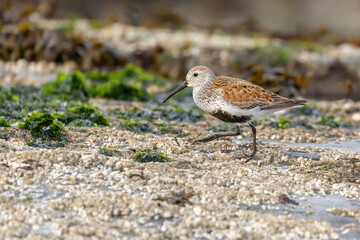 One Dunlin in breeding plumage walking on wet rocks with barnacles and seaweed in Victoria, British Columbia, Canada.