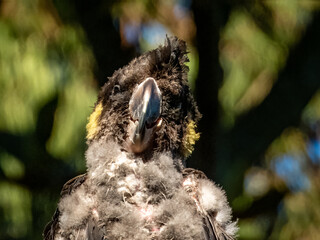 Yellow-tailed Black Cockatoo in NSW Australia