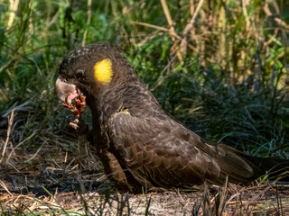 Yellow-tailed Black Cockatoo in NSW Australia