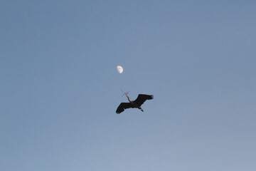 A Great Blue Heron flying past the moon in a clear sky with nesting materials in its beak. Taken at Beacon Hill Park in Victoria, British Columbia, Canada.