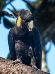 Yellow-tailed Black Cockatoo in NSW Australia