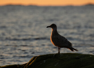 A gull catching the first light next to the Pacific Ocean in Victoria, British Columbia, Canada.